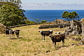Grasende Kühe im Vordergrund und der Atlantik vor der Insel Terceira auf den Azoren im Hintergrund