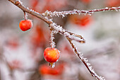Ornamental apple on an icy branch in winter, isolated with ice crystals and large depth of field, Germany