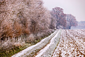 A snowy dirt road in pastel colors between bushes of a hedge and a field in winter, Germany