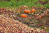 Focus Stacking Bild von massenhaft in einem Feld entsorgten Zwiebeln sowie einige Hokkaidos, Überflußgesellschaft in Deutschland