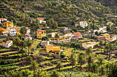 Kulturlandschaft mit Palmen im Valle Gran Rey, La Gomera, Kanarische Inseln, Spanien