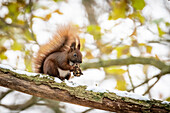 Squirrels with food in the winter forest
