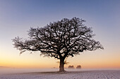 An oak tree in wintry frosty weather on a snowy field in Ostholstein, Seegalendorf, Schleswig-Holstein, Germany