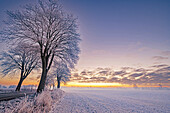 Winterliche Stimmung am Morgen in einer Allee in Norddeutschland, Georgshof, Ostholstein, Schleswig-Holstein, Deutschland