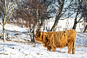Highlandrind im Winter, Landschaftspfleger, Weissenhaus, Ostholstein, Schleswig-Holstein, Deutschland