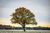 Oak tree in autumn foliage in front of wintry snow-covered fir trees, Siggen, Ostholstein, Schleswig-Holstein, Germany