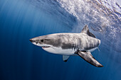 Mexico, Guadalupe Island, Great white shark (Carcharodon carcharias) in sea