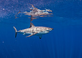 Mexiko, Insel Guadalupe, Weißer Hai (Carcharodon Carcharias) im Meer