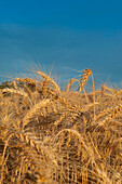 Close up of ripe golden wheat ears, the ripe seeds of the grain crop, ready for harvest.