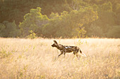 A Wild dog, Lycaon pictus, runs through long grass