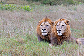 Zwei männliche Löwen, (Panthera Leo) liegen zusammen im hohen Gras, Londolozi Wildlife Reservat, Südafrika