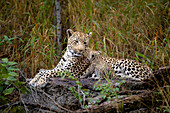 Eine Leopardin und ihr Junges (Panthera pardus), liegen zusammen auf einem Baumstamm, Londolozi Wildlife Reservat, Südafrika