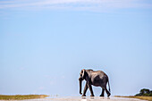 An elephant, Loxodonta africana, walks across a road