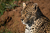 A close-up of a leopard, Panthera pardus, gazing into the distance