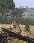 Ein Gepardenjunges, Acinonyx jubatus, sitzt im Regen auf einem Baumstamm und dreht sich um, Londolozi Wildlife Reservat, Südafrika