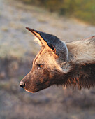 A wild dog, Lycaon pictus, side profile, close-up shot of its face