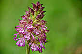 Flowering orchid, Canal du Midi, UNESCO World Heritage Canal du Midi, Occitania, France
