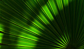 Nahaufnahme des grünen Palmblattes mit Sonnenlicht und Schatten