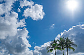 Palm trees against sky with puffy white clouds and sun
