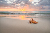 Conch seashell on sandy beach at sunset