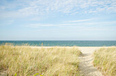 Wanderweg am Strand mit Strandhafer, Siasconset Beach, Cape Cod, Nantucket Island, Massachusetts, USa