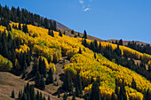 USA, Colorado, Leadville, Valley Of Ghosts, Autumn landscape?with?yellow forest
