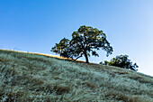Kalifornische Eichen auf grasbewachsenen Hängen, East Bay Area, Walnut Creek, Kalifornien, USA