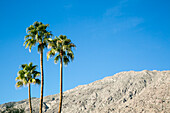 USA, Kalifornien, Palm Springs, drei Palmen vor blauem Himmel