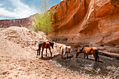 USA, Navajo Nation, Arizona, Chinle, Canyon De Chelly National Park, Wildpferde trinken aus dem Teich