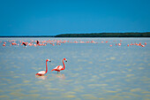 Mexiko, Celestun, rosa Flamingos im Wasser bei Reserva de la Biosfera Ria Celestun