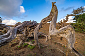 Vom Wind geformter Wacholderbaum Sabina bei El Sabinar, El Hierro, Kanarische Inseln, Spanien