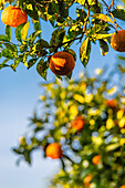 Orangenbäume am Palatin Hügel, Rom, Italien