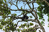 Weißbart Stummelaffe im Boabeng-Fiema-Monkey Sanctuary  in der Bono East Region im Norden von Ghana in Westafrika