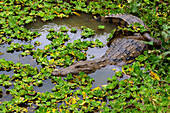 Krokodil im Hans Cottage Botel bei Cape Coast in der Central Region im Süden von Ghana in Westafrika