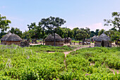 traditional round hut village of the Gonja on the Techiman-Tamale-Road near Kadelso in the Northern Region in the north of Ghana in West Africa