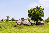 Janikura, traditional round hut village of the Gonja on the Damongo-Sawla-Raod in the Central Gonja District in the Northern Region of northern Ghana in West Africa