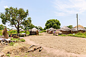 Janikura, traditionelles Rundhüttendorf der Gonja und zum Trocknen ausliegende Sheanüsse an der Damongo-Sawla-Raod im Central Gonja District in der Northern Region im Norden von Ghana in Westafrika