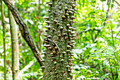 Trunk of a young kapok tree with cone-shaped spines in Kakum National Park in the Central Region of southern Ghana in West Africa