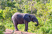 Elephant feeding on a track in Mole National Park in the Savannah Region of northern Ghana in West Africa