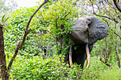 Elephants feeding in the bush in Mole National Park in the Savannah Region of northern Ghana in West Africa