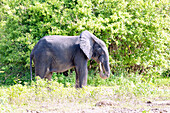 Elefant beim Fressen im Busch im Mole National Park in der Savannah Region im Norden von Ghana in Westafrika
