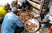 Men sorting kola nuts at the Central Market in Tamale in the Northern Region of northern Ghana in West Africa