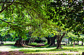 Cashew tree avenue leading to the Benedictine Kristo Buase Monastery at Tanoboase in the Bono East Region of central Ghana in West Africa