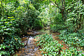 Mountain river Agumatsa in the Agumatsa Nature Reserve on the way to the Wli Waterfall at Hohoe in the Volta Region of eastern Ghana in West Africa