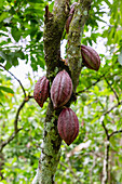 Cacao tree, Theobroma cacao, with fruit at Wli Waterfall near Hohoe in the Volta Region of eastern Ghana in West Africa