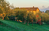 Morgens in den Hügeln bei Chiusdino, Provinz Siena, Toskana, Italien    