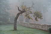 Old tree in front of the Abbazia San Galgano in the thick morning fog, Chiusdino, Siena, Tuscany, Italy, Europe