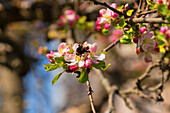 Kleine Hummel auf einer Apfelblüte im Frühlingslicht, Bayern, Deutschland, Europa