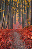 Herbstwald in der Nähe von Andechs, Bayern, Deutschland
