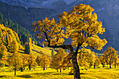 Goldener Herbst in der Eng, Karwendel, Tirol, Österreich
